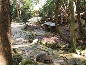 barbados-wildlife-reserve