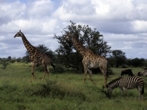 kruger-national-park