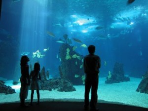 oceanario-de-lisboa