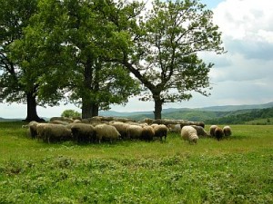 strandja-nature-park