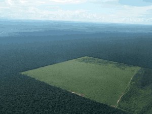 the-amazon-rainforest