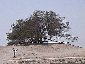 the-tree-of-life